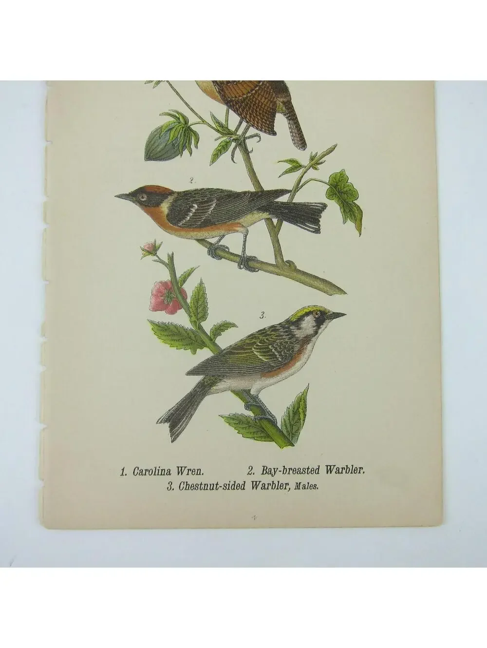 Bird Litho Print Carolina Wren Bay-breasted Warbler Chestnut-sided Antique 1890